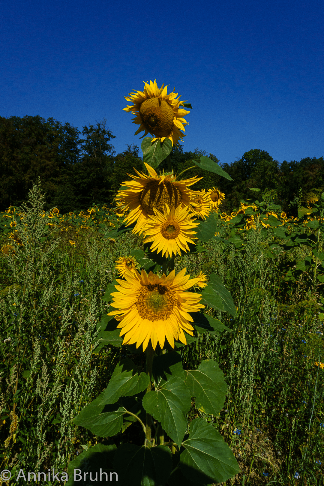 Familien Sonnenblume